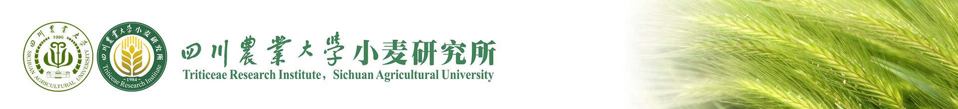四川农业大学小麦研究所